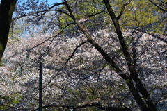 2014年花見