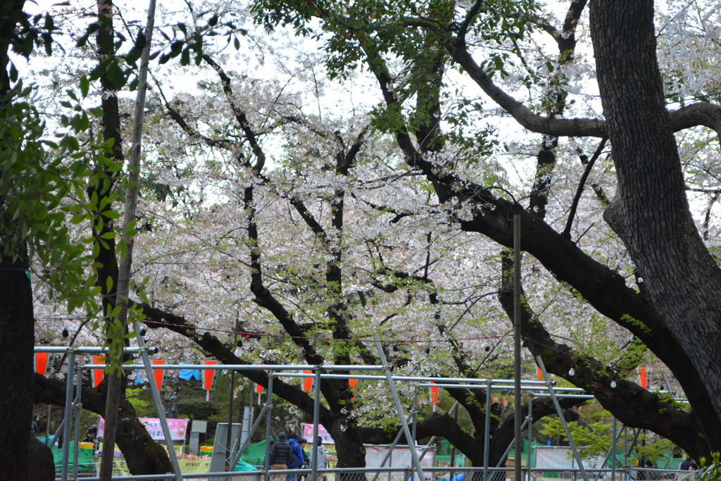 2014年花見