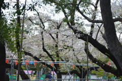 2014年花見