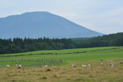 小岩井牧場