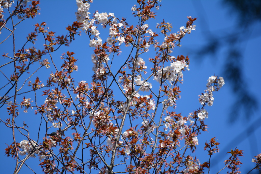 2014年花見