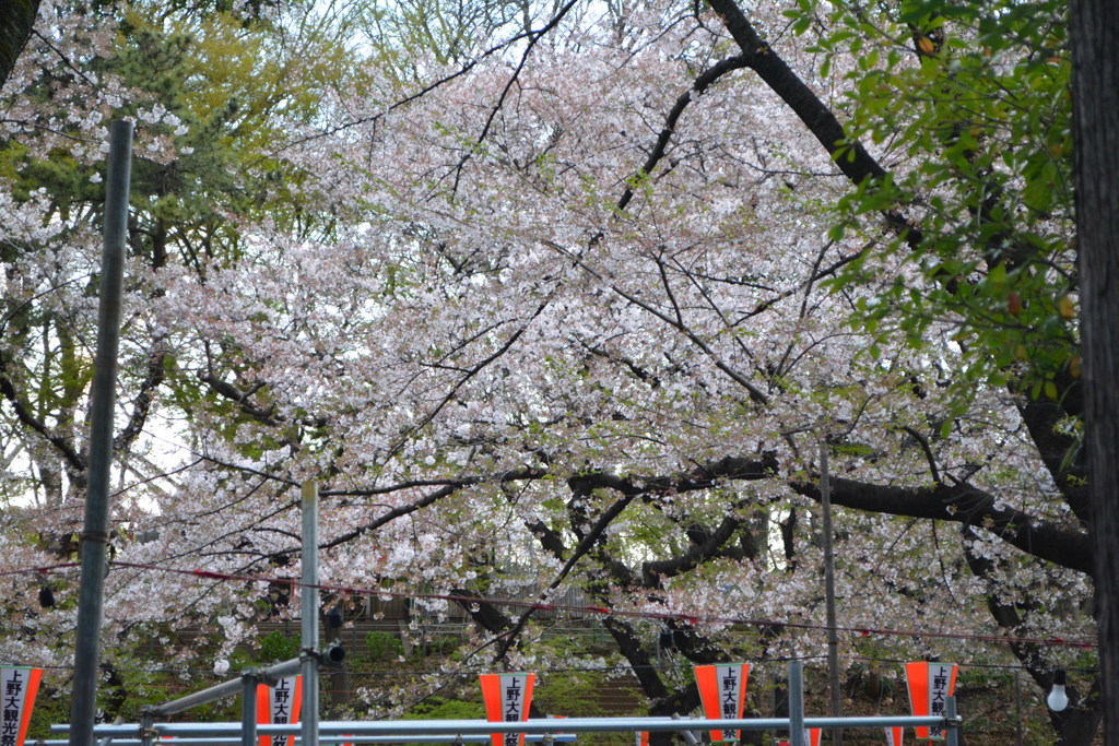 2014年花見