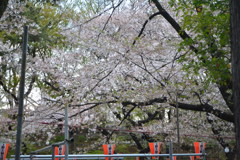 2014年花見
