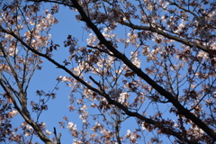 2014年花見