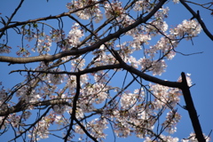 2014年花見