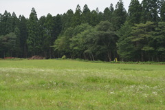 小岩井牧場