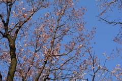 2014年花見