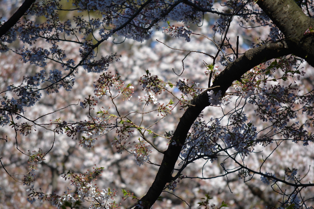 2014年花見