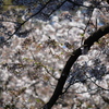 2014年花見