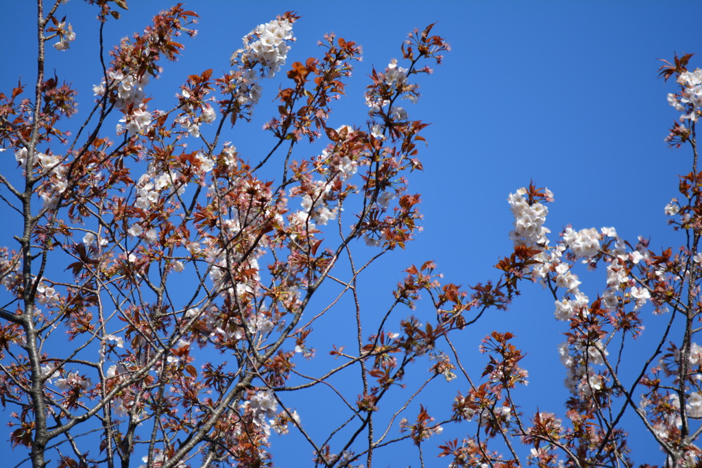 2014年花見