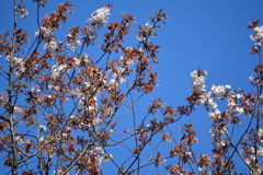2014年花見