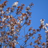 2014年花見