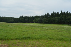 小岩井牧場