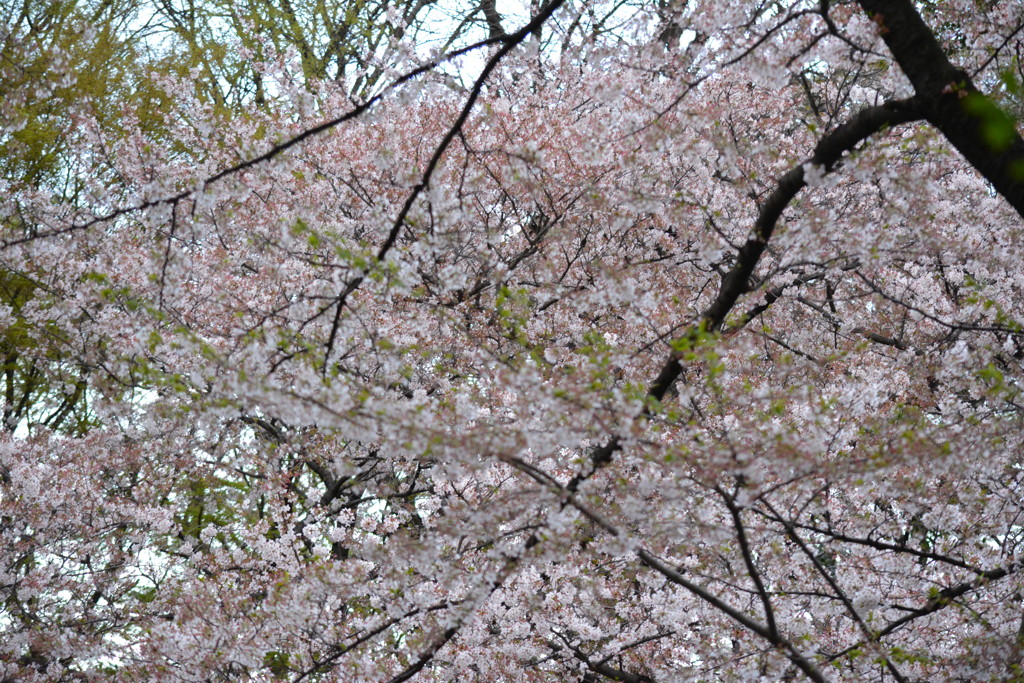 2014年花見