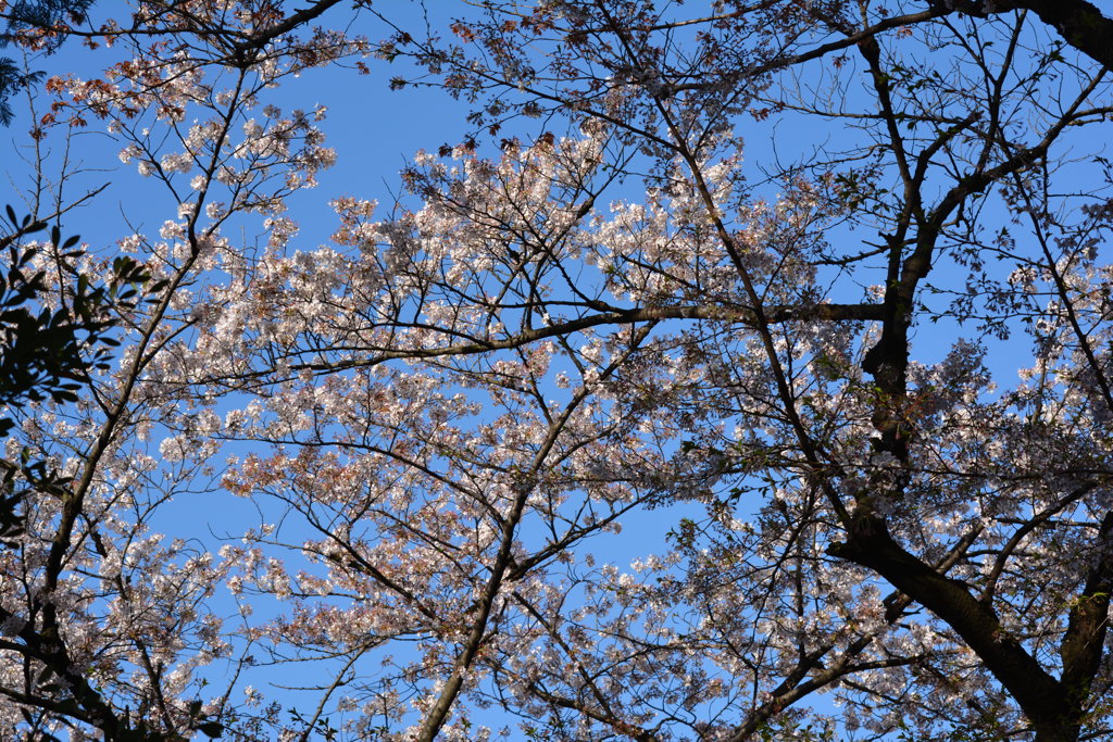 2014年花見