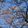 2014年花見