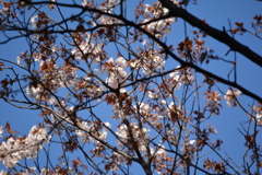 2014年花見