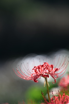 水中花