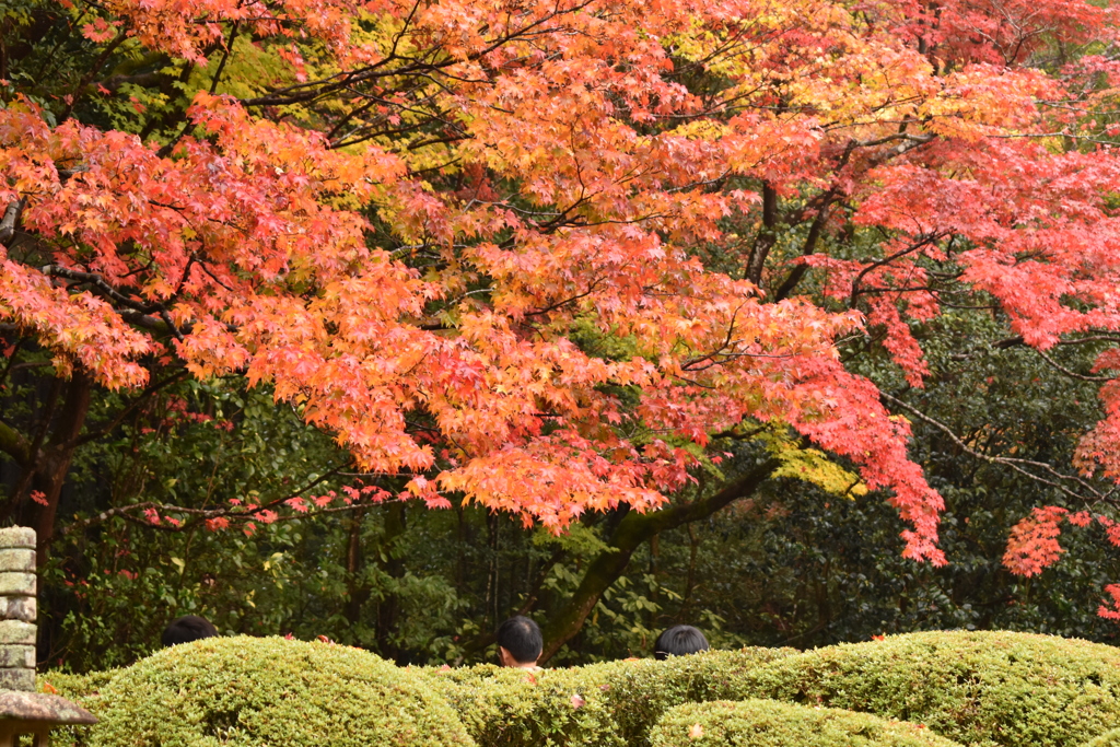 詩仙堂の紅葉