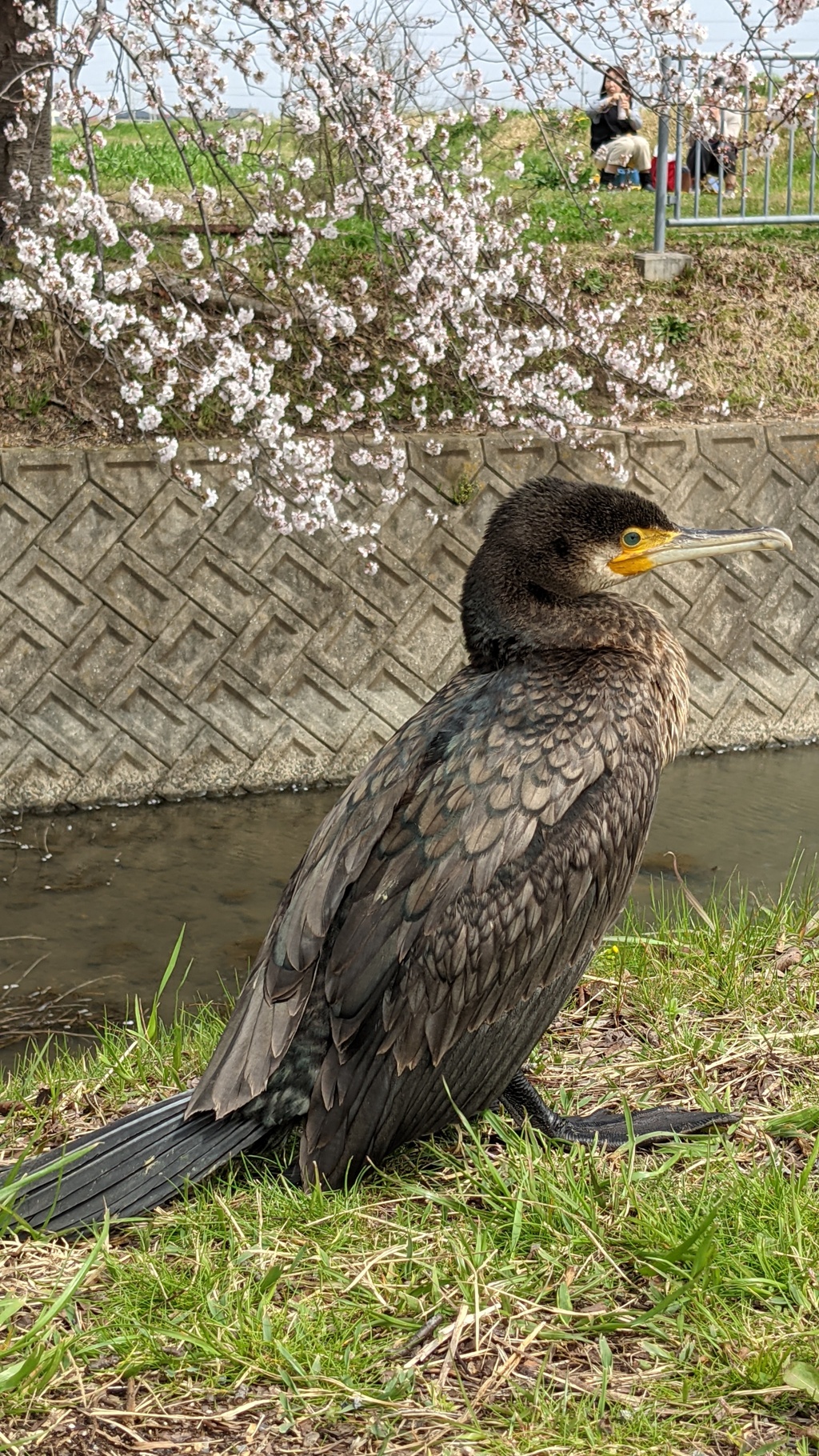 カワウとお花見