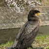 カワウとお花見