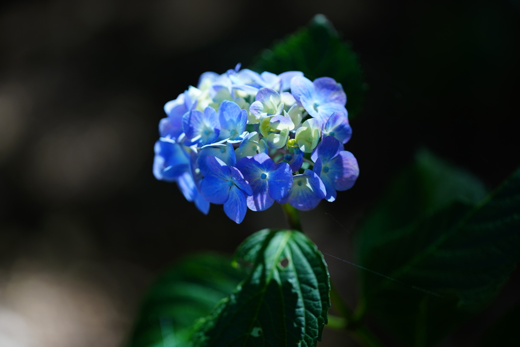 紫陽花２