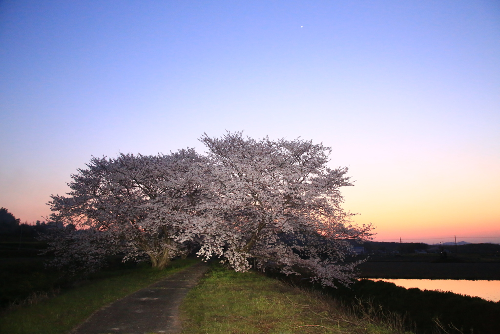 黄昏の桜