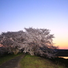 黄昏の桜