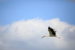 コウノトリの自立