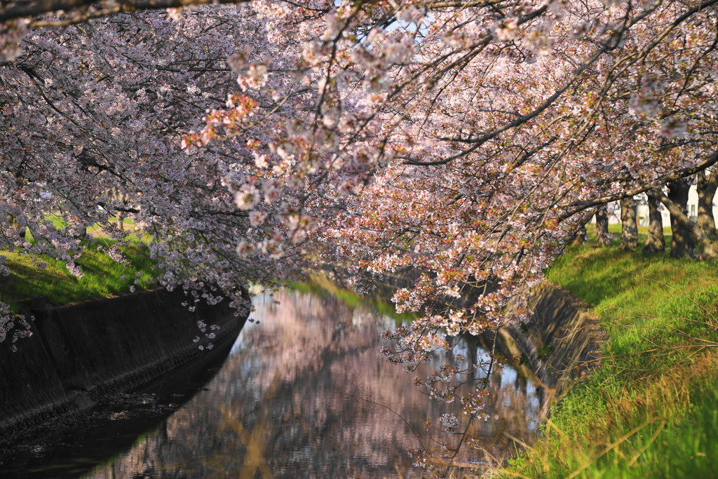 春爛漫