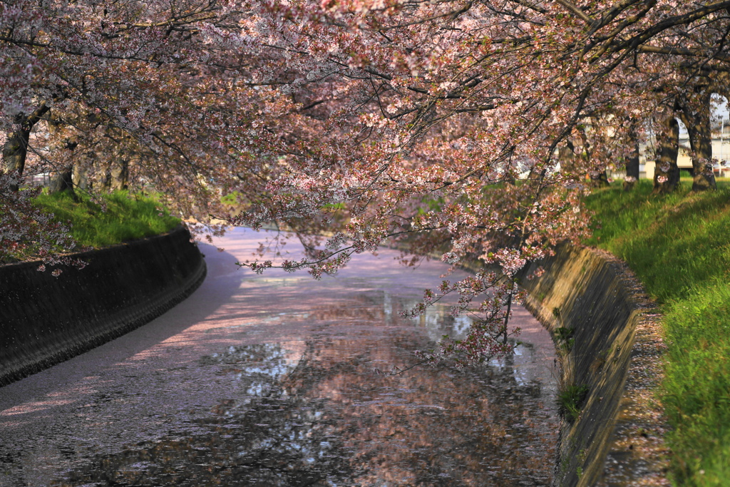 花筏
