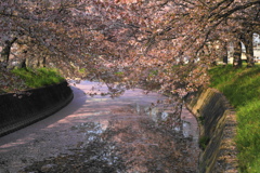 花筏