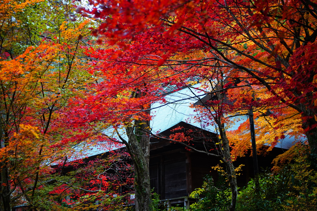 大国寺紅葉２