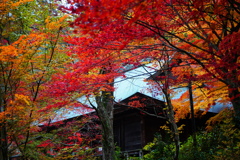 大国寺紅葉２
