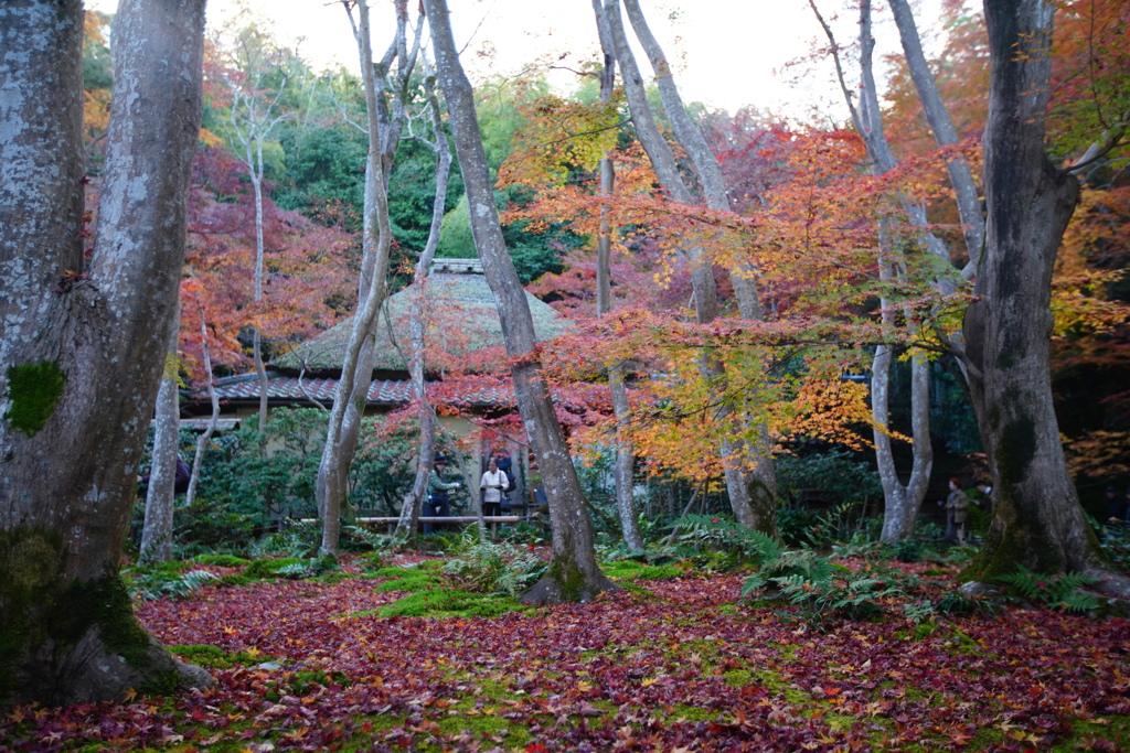 祇王寺２
