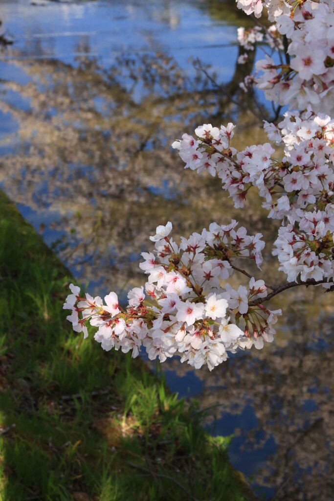 川面の桜
