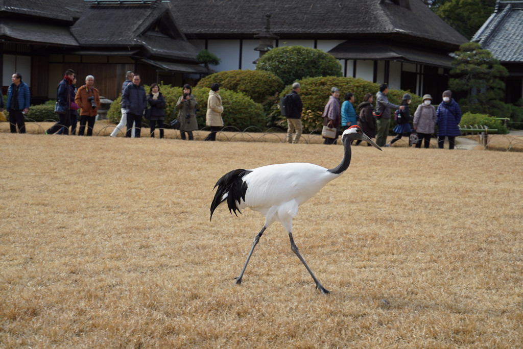 初春の散歩