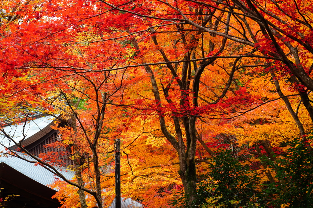 大国寺紅葉４