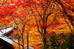 大国寺紅葉４
