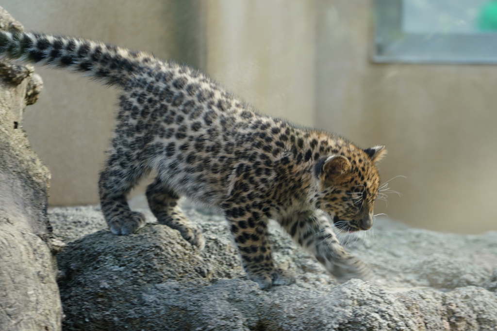 ヒョウのこども by 野菜名人 （ID：9074982） - 写真共有サイト:PHOTOHITO