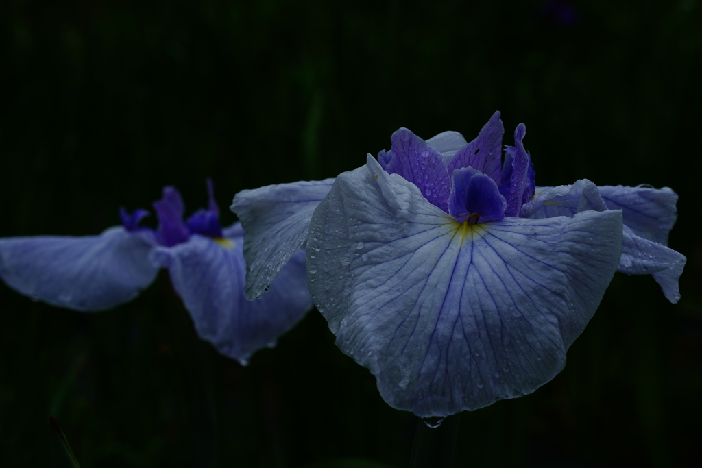雨の中の菖蒲
