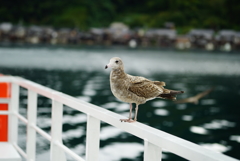 伊根のかもめ