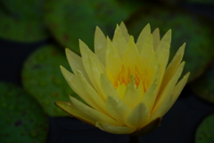 睡蓮１