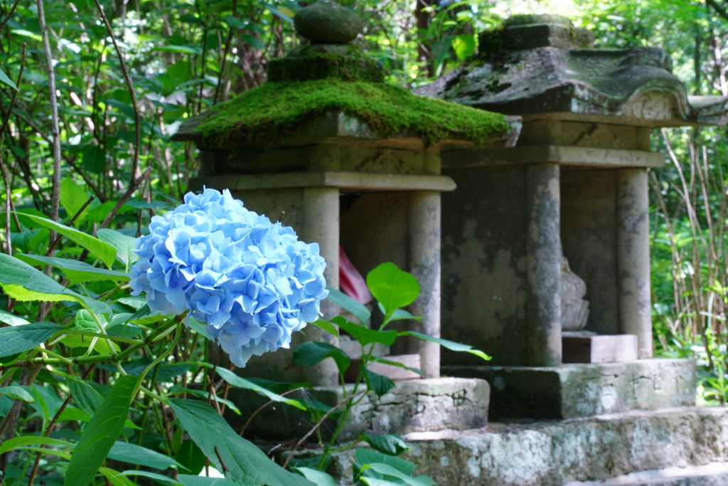 紫陽花５