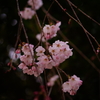 春の訪れ２