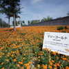 真夏の花