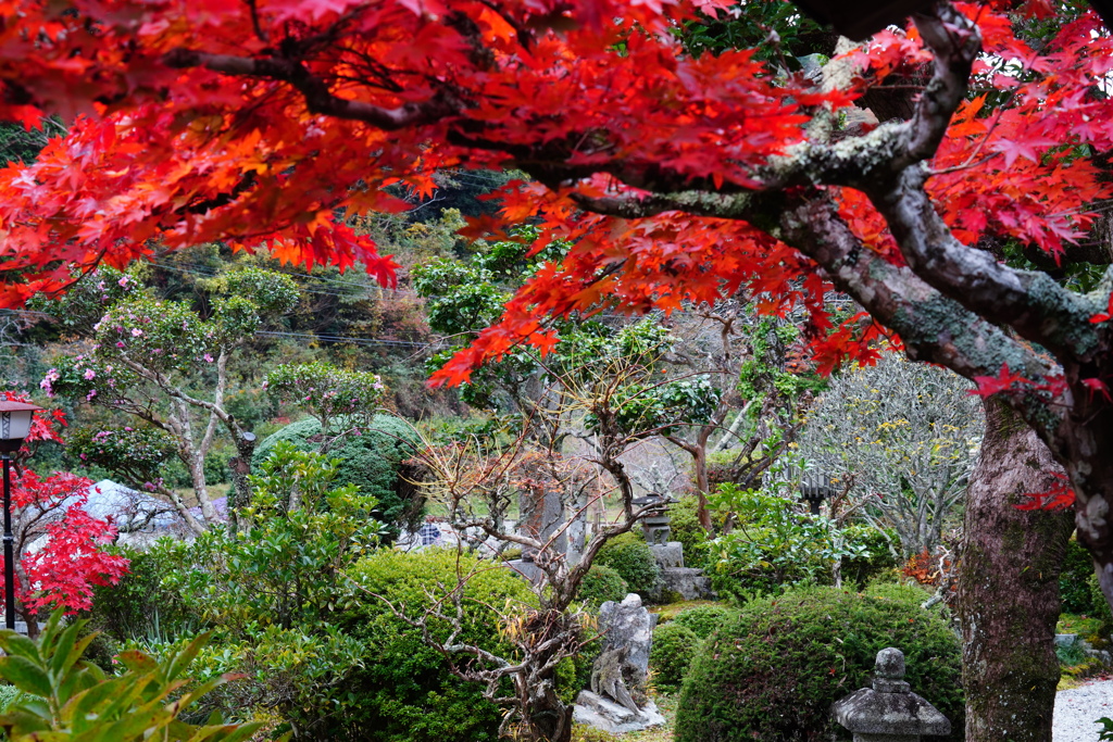 丹波高蔵寺