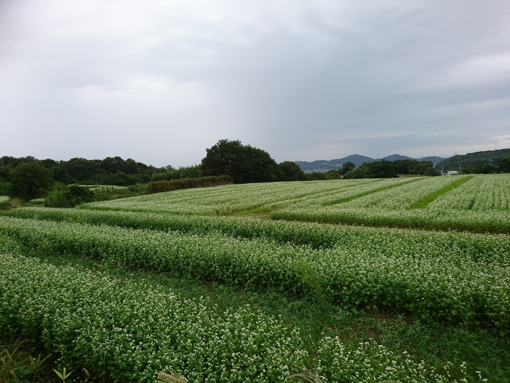 一面の蕎麦畑