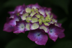 雨の中の紫陽花