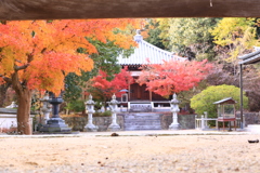 紅葉